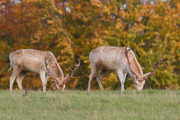 Obraz na płótnie Canvas pair of fallow deer bucks
