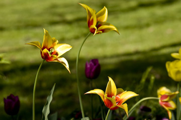 Yelow Tulips of Istanbul on Natural Green Background