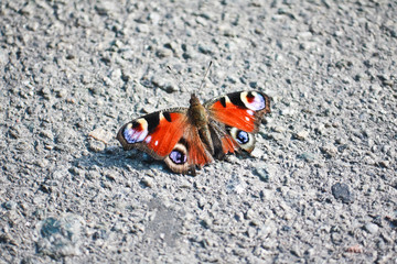 Colorful butterfly on the asphalt road
