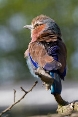 Lilac Breasted Roller