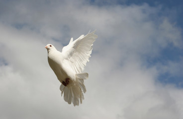 White dove in flight