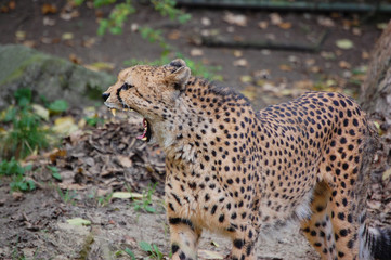 Cheetah yawning really wide