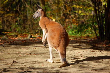 Kangourou grandeur nature