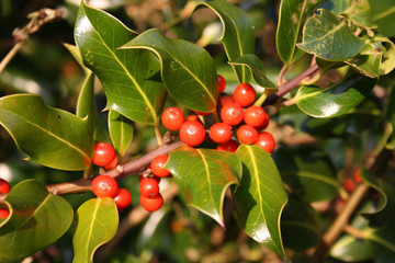 HOLLY BERRIES