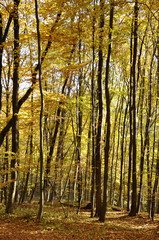 herbstwald