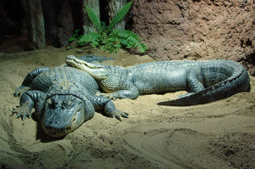 Crocodiles sleeping cute