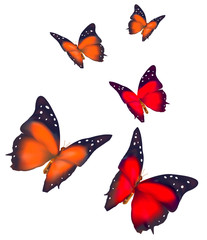 Obraz na płótnie Canvas Beautiful Butterflies isolated on white background. Vector.