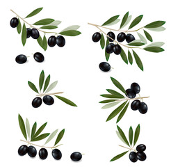 Black olive branch. Photo-realistic vector.