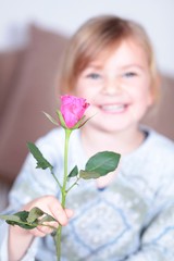 Eine Rosa Rose als Geschenk