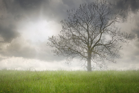 Baum