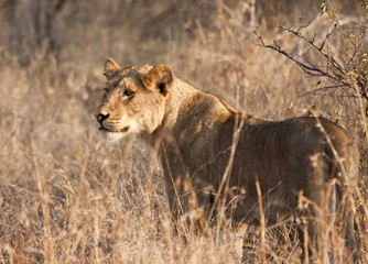 Fototapeta na wymiar Female lion hunting in dry grass