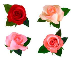 Set with a beautiful roses. Photo-realistic vector.
