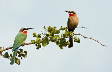 Two white fronted bee-eaters on a branch with blue sky