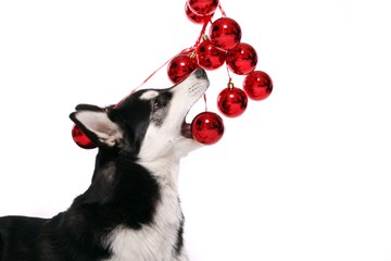 Siberian Husky Welpe fängt Weihnachtsschmuck