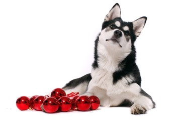 Siberian Husky Welpe Weihnachten & Kugel