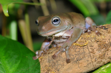 Australian tree frog (Litoria caerulea) sits on a tree