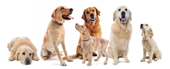 Fototapeta premium labradors et golden retrievers