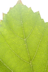 leaf of plum isolated on white