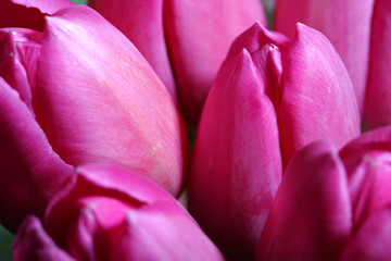 Obraz premium Tulips