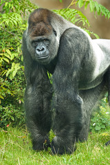 Portrait of silverback gorilla