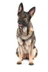 grey german shepherd dog