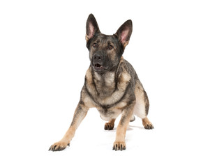 grey german shepherd dog