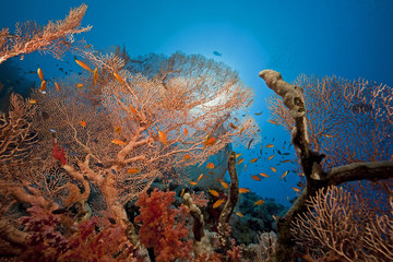 Seafan and fish in the Red Sea.