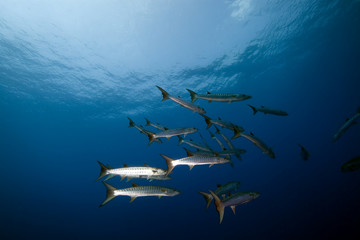 Great barracuda in the Red Sea.