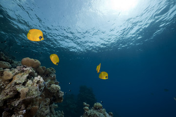 Butterflyfish  in the Red Sea.