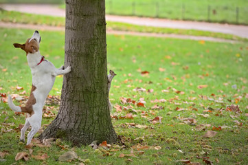 Dog chasing squirrel up a tree, but it is hiding on other side