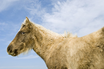 Beautiful cute foal.