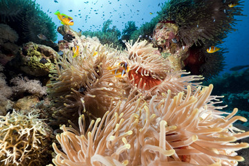 Fototapeta na wymiar Anemone w Morzu Czerwonym.
