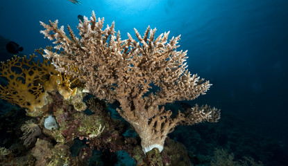 Obraz premium Fish and coral in the Red Sea.