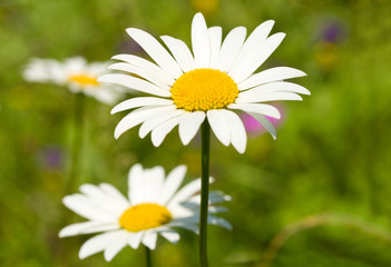 Obraz premium camomile on green grass background
