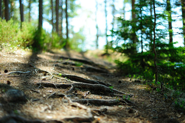 Green sunny forest