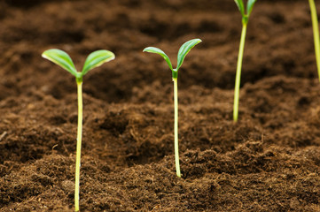 Green seedling illustrating concept of new life