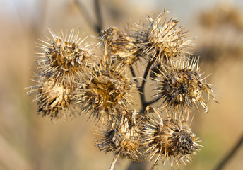 dry burdock bush