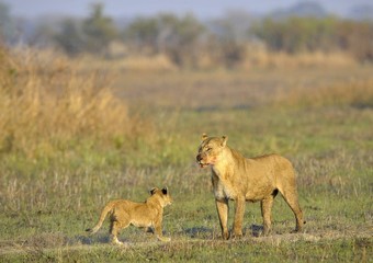 Fototapeta na wymiar Lioness po polowania z cub.