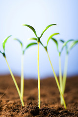 Green seedling illustrating concept of new life