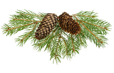 fir tree branches with cones - 27254591