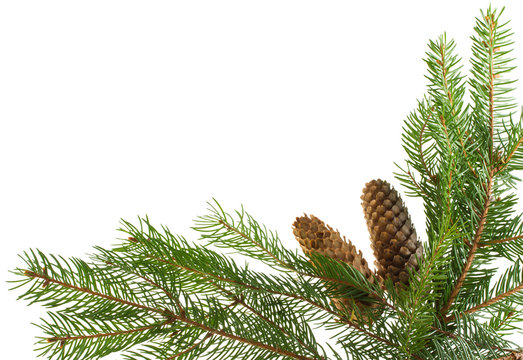fir branches and cones as frame