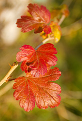 red leaves of gooseberry bush