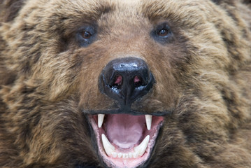 bear closeup