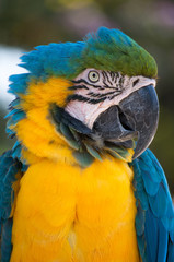 Gold and blue macaw