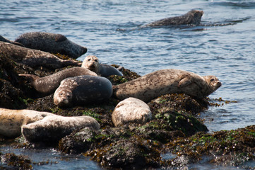 Harbors seals