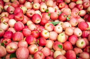 Pile of apples