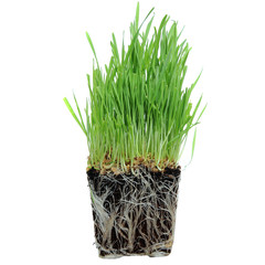 Obraz premium Grass growing from Roots