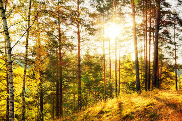 Fototapeta premium autumn forest