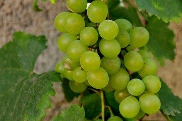 grapes