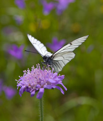 The white butterfly